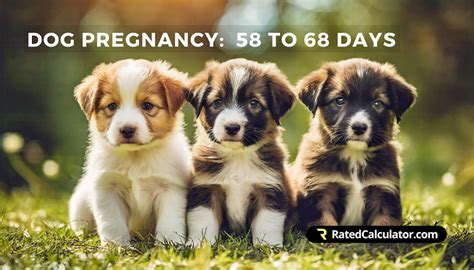 dog due date calculator|Dog Pregnancy Calculator